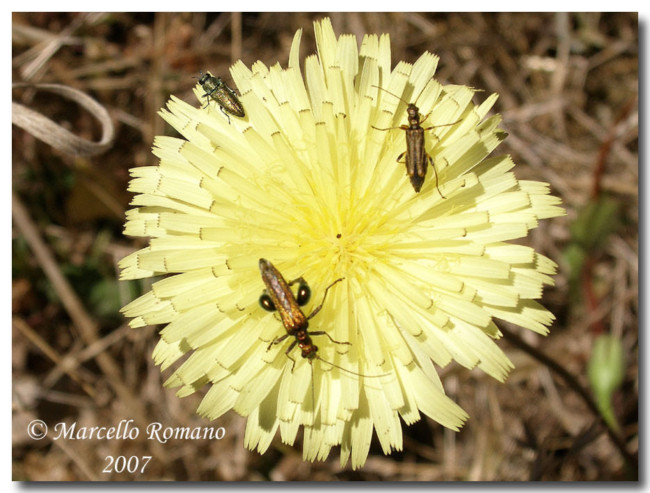 Oedemera barbara, fotografata al Bosco Angimb (Calatafimi)